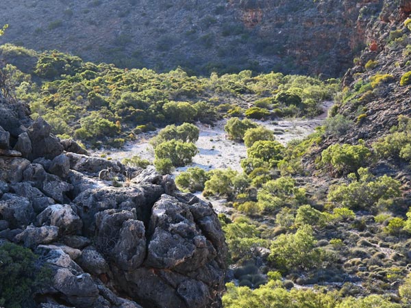 The black-flanked rock wallabies in Cape Range National Park