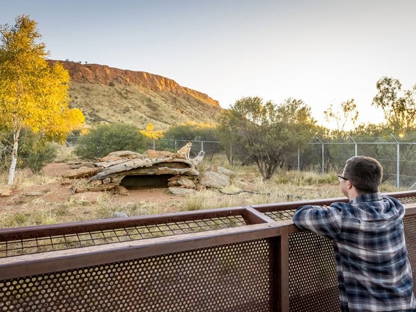 a man admiring a dingo at Alice Springs Desert Park