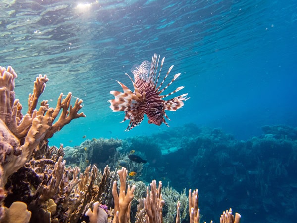 a lion fish in a coral reef