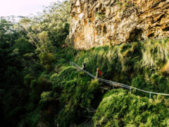 A new Blue Mountains walk has opened and it’s a nature-lover’s dream