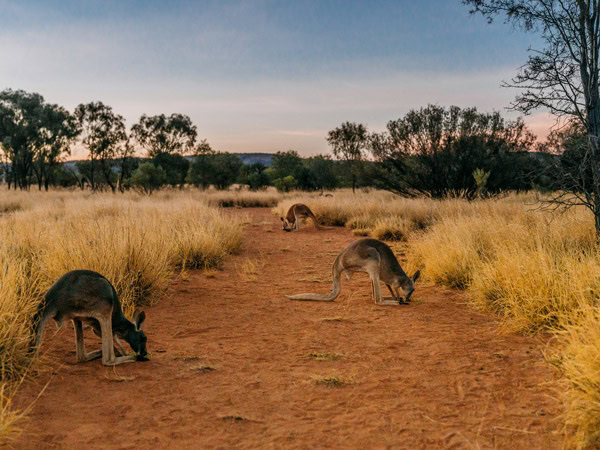 kangaroos spread across The Kangaroo Sanctuary