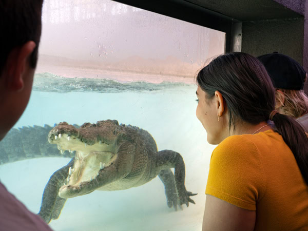 visitors at Alice Springs Reptile Centre while admiring a crocodile in a glass cage