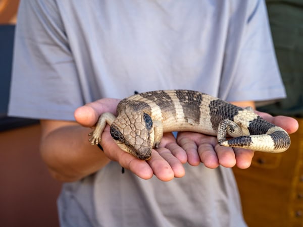a kid holding a lizard at Alice Springs Reptile Centre