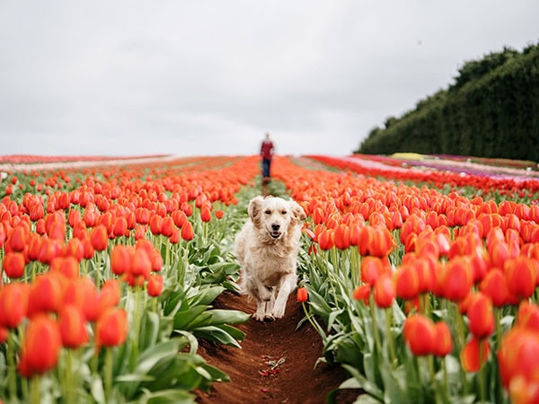 dog running through cape tulip farm