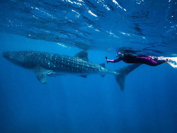 Whale shark swim with Live Ningaloo at Ningaloo Reef