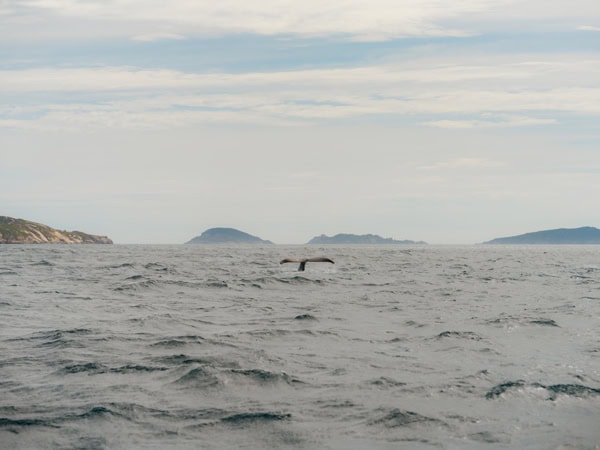 the tail of a whale captured while swimming away, Wilsons Promontory National Park