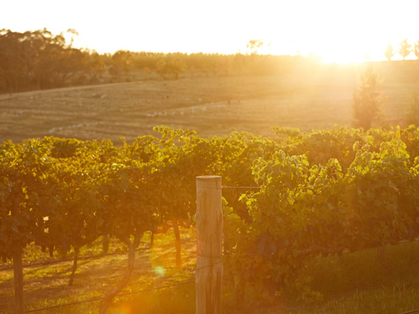 Nashdale Lane winery in Orange, NSW