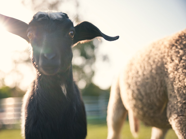The Giving Farm on the Central Coast, NSW