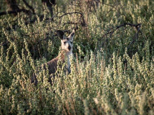 a kangaroo hidden in the grassland at Arkaba
