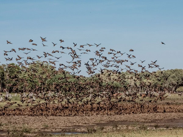 a flock of birds at Bamurru Plains