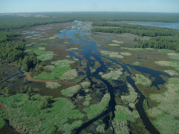 an aerial view of Barmah-Millewa Forest, Vic
