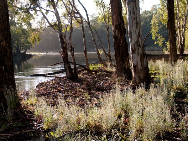 the Barmah-Millewa Forest near Murray River