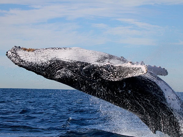 whale spotting on the central coast with CoastXP