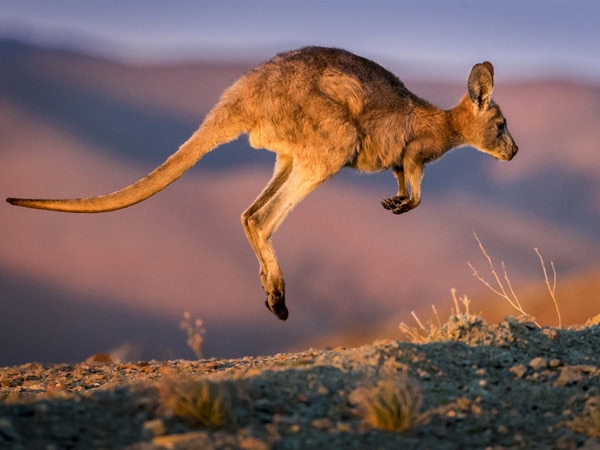 a wallaroo suspended in the air