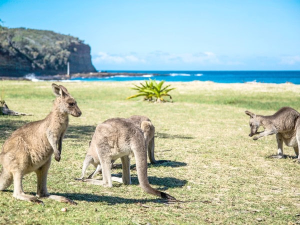 Kangaroos on Pebbly Beach in NSW