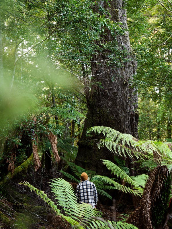 a man exploring the forest surrounding The Keep, Tasmania