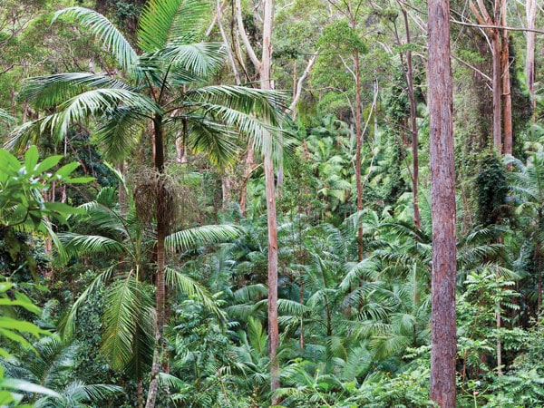 the End Peak walking track in Ulidarra National Park