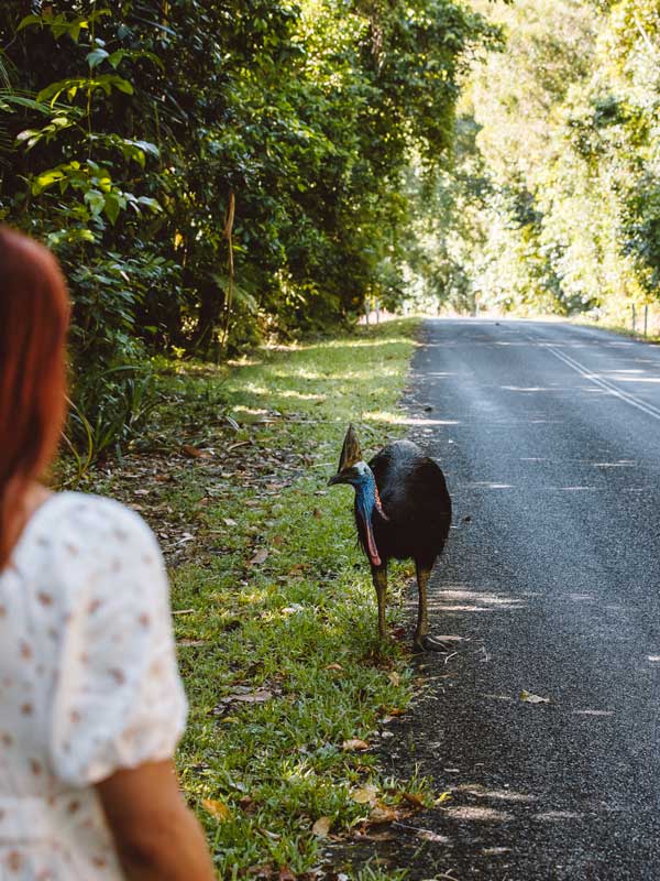 A cassowary in the wild