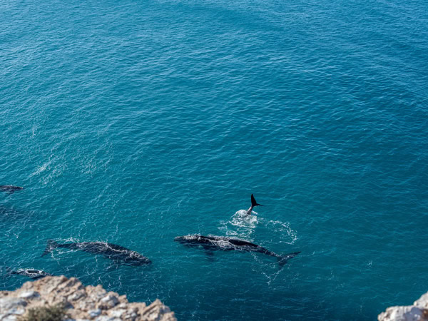 a group of whales gathering at the foot of Head of Bight, Eyre Peninsula