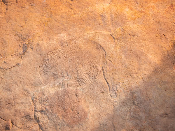 a fossil sample at Nilpena Ediacara National Park
