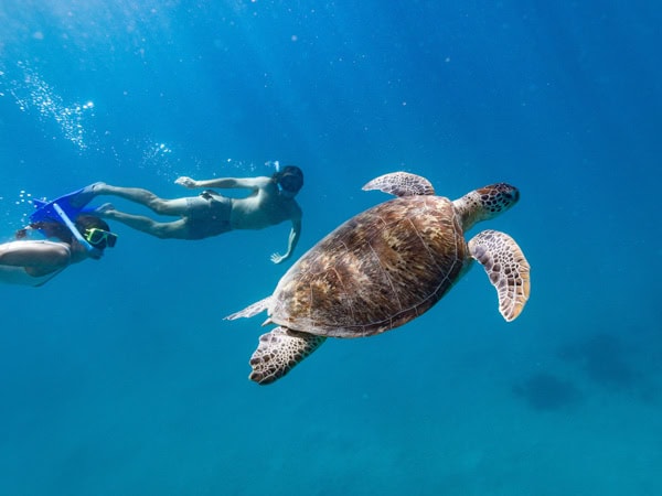 Woman and man snorkel with a turtle on the Great Barrier Reef