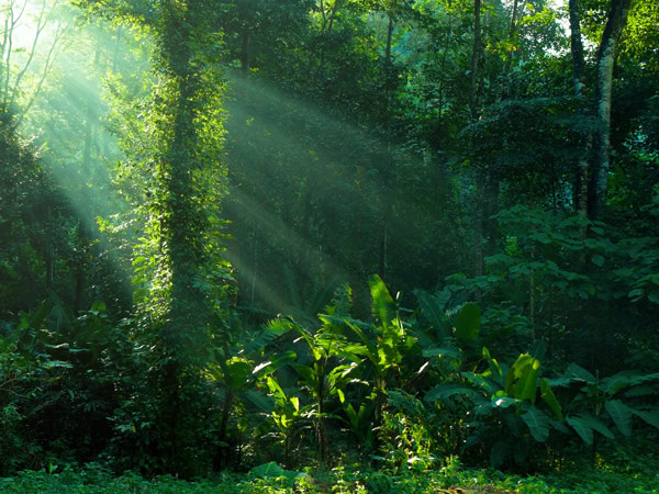 rainforest and sunbeam morning