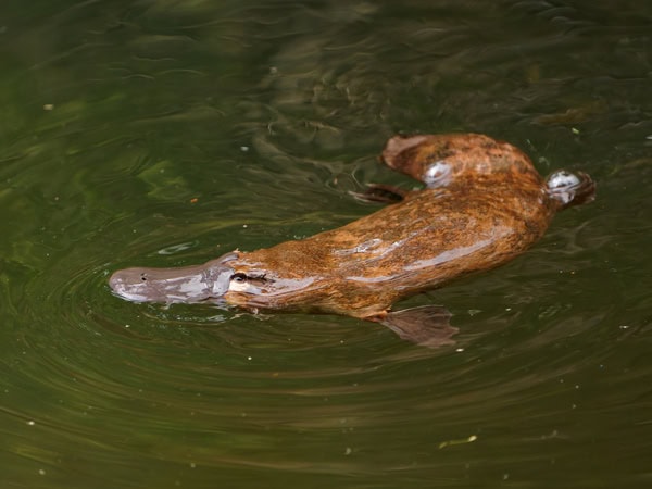 5 Animals You Need To See In The Wild At Least Once - Australian Traveller