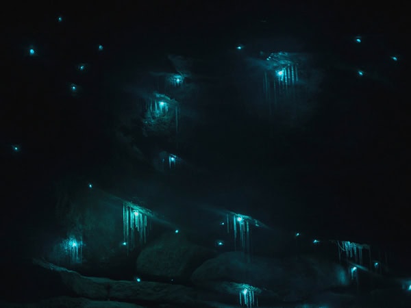 the Glow Worm Tunnel, Wollemi National Park, NSW 