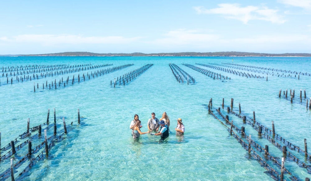 Top down aerial photo of guests wading amongst oyster racks