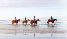 horse ride along picturesque Boambee Beach