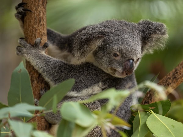Koala in gum tree on Magnetic Island