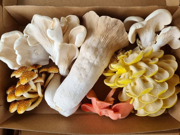 a mushroom box at Bellingen Growers Markets