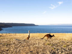 Kangaroo Island, SA