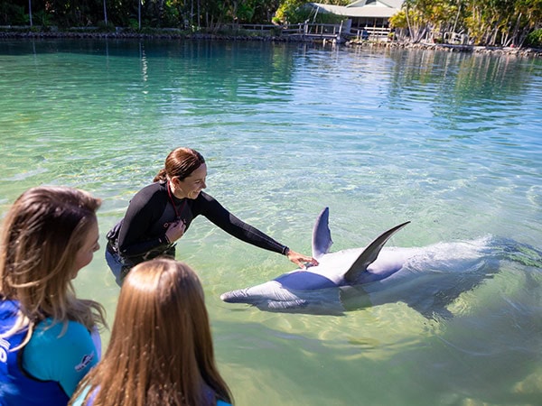 swimming with dolphins at Sea World Marine park gold coast