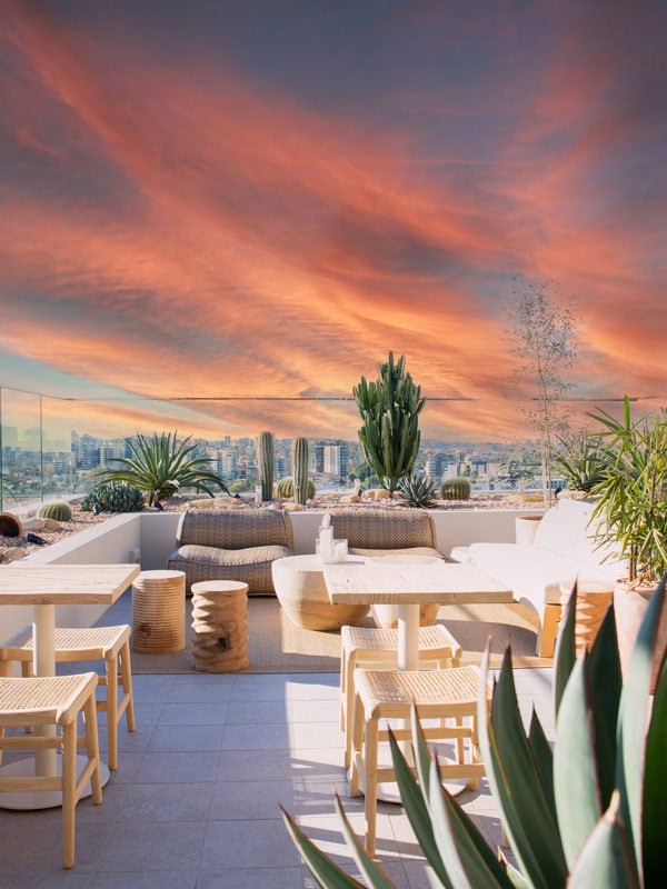 the desert garden at the rooftop bar of Sunsets in Brisbane