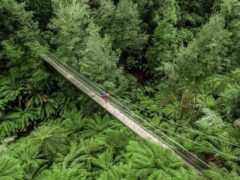 Tarra Bulga national park crossing walkway