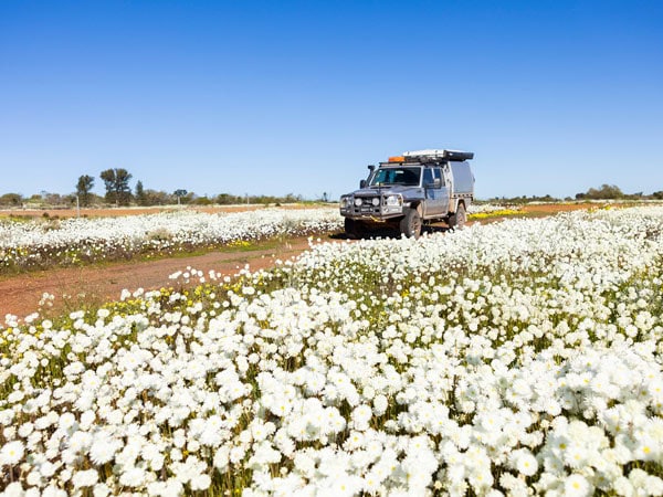 a 4WD driving along the wildflowers in Coalseam Conservation Park