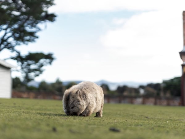 Wombat eating grass on Maria Island in Tasmania