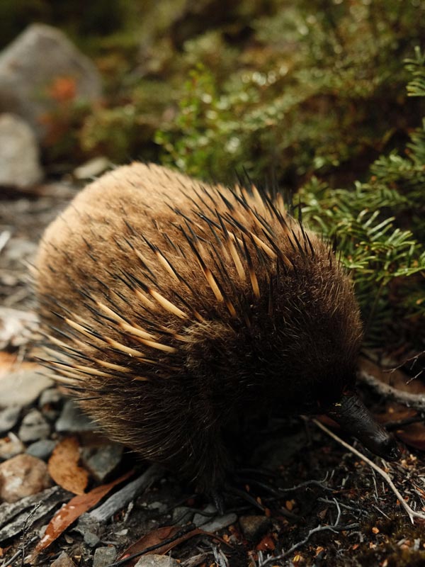 An echidna in the wilds of Tasmania