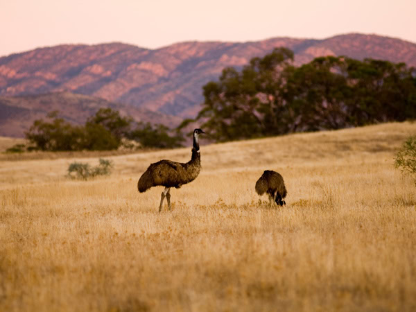 emus wandering in Arkaba