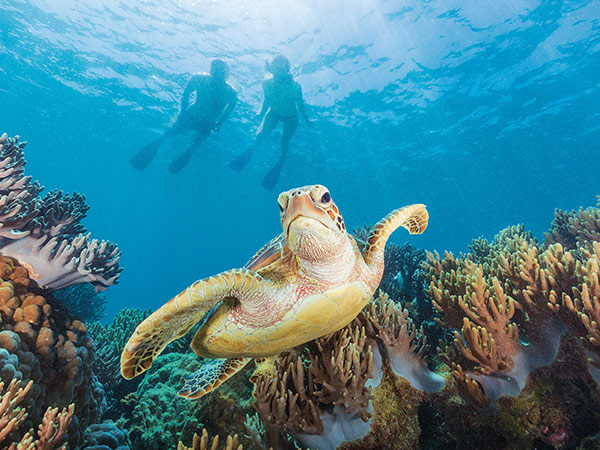 Michaelmas Cay turtle
