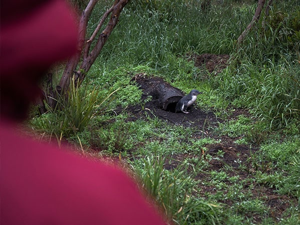 woman watching wild little penguin during Bicheno Penguin Tours