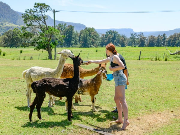 guests petting farm animals at Glenmack Park, Kangaroo Valley