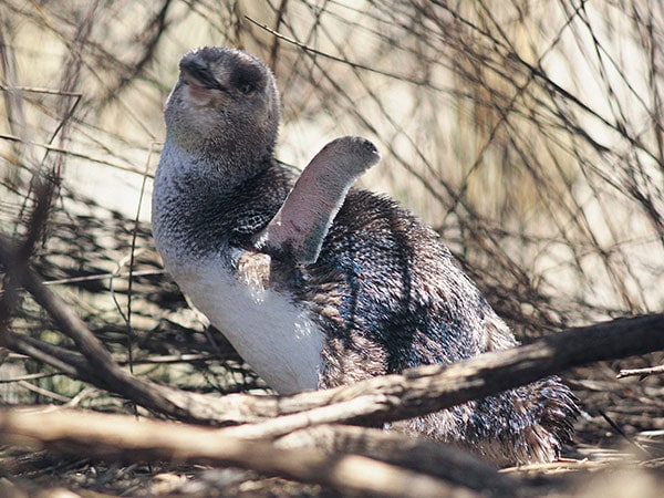 little penguin in Granite Island conservation area