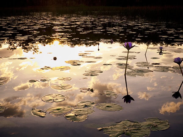 Lake Bennett lilypads