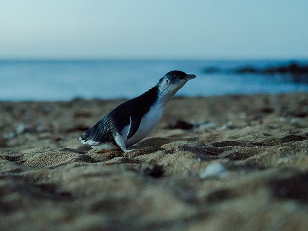 a little penguin scurries across a beach in tasmania