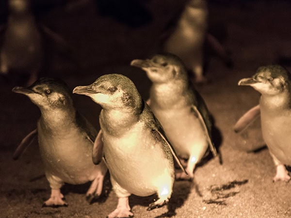 little penguins on low head beach in tasmania