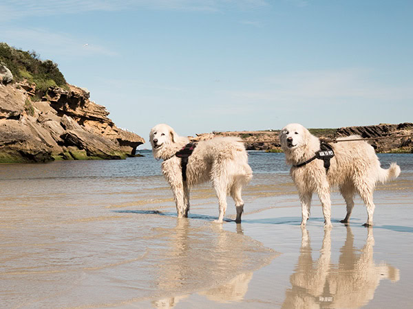 maemma dogs protect little penguins on Middle Island victoria