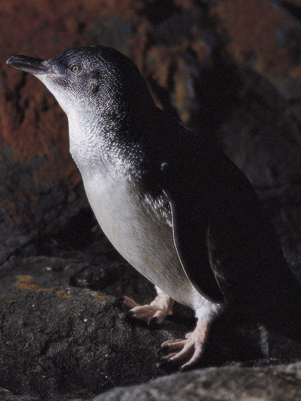 little penguin spotted during Penneshaw Penguin Centre tour on Kangaroo Island