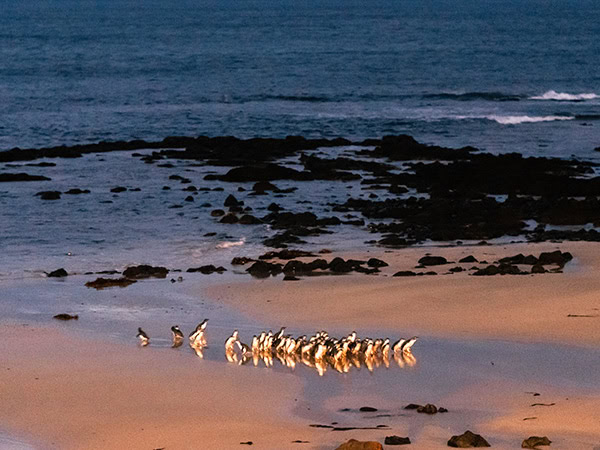 little penguins return to their burrows during Phillip Island penguin parade